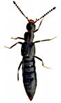 Calodera protensa