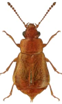 Eusphalerum luteum