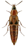 Lordithon bimaculatus