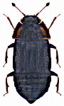 Micropeplus longipennis