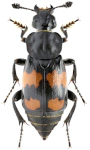 Nicrophorus vespilloides