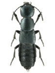 Ocypus ophthalmicus