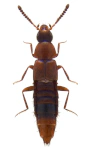 Oxypoda bicolor