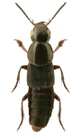 Quedius lateralis