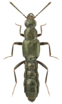 Tachyusa coarctata
