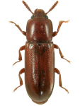 Corticeus fraxini