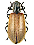 Lagria hirta