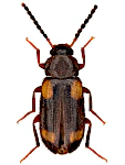 Mycetochara quadrimaculata