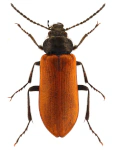 Omophlus longicornis