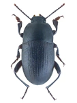 Pedinus femoralis