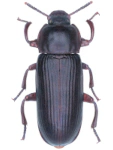 Tenebrio molitor
