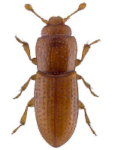 Anommatus duodecimstriatus