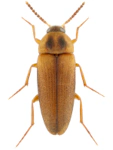 Hallomenus binotatus