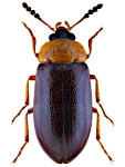 Tetratoma fungorum