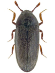 Aulonothroscus brevicollis