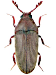 Trixagus carinifrons