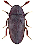 Trixagus dermestoides
