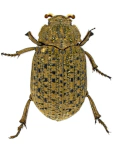 Omorgus suberosus