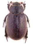 Trox eversmanni