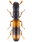 Nemosoma elongatum