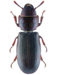 Tenebroides mauritanicus
