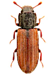 Bitoma crenata