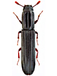 Colydium elongatum