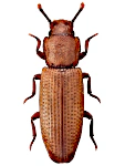 Pycnomerus terebrans
