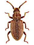 Rhopalocerus rondanii