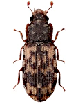 Synchita undata