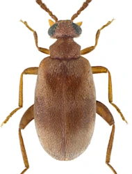 Aderus populneus (Creutzer, 1796)