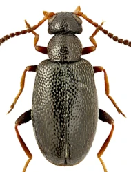 Anidorus nigrinus (Germar, 1842)