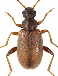 Cobososia pruinosa pruinosa (Kiesenwetter, 1861)