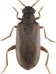 Euglenes nitidifrons (C.G. Thomson, 1886)