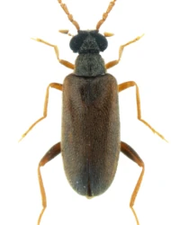 Euglenes pygmaeus (DeGeer, 1775)