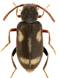 Phytobaenus amabilis amabilis (R.F. Sahlberg, 1834)