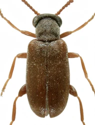 Pseudanidorus pentatomus (C.G. Thomson, 1864)