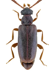 Vanonus brevicornis brevicornis (Perris, 1869)