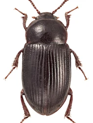 Agyrtes (Agyrtecanus) bicolor (Laporte, 1840)