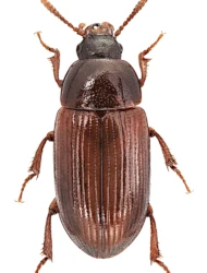 Agyrtes (Agyrtes) castaneus (Fabricius, 1792)