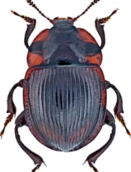 Necrophilus subterraneus (Dahl, 1807)