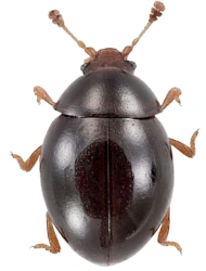 Sphaerosoma globosum (Sturm, 1807), 1.2 - 1.6 mm