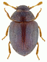 Sphaerosoma pilosum (Panzer, 1793), 1.4 - 1.6 mm