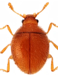 Sphaerosoma quercus (Samouelle, 1819), 1.2 - 1.4 mm