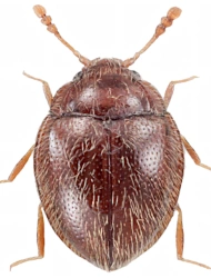 Clemmus troglodytes (Hampe, 1850), 1.8 - 2 mm