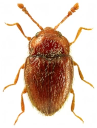 Symbiotes gibberosus (P. H. Lucas, 1846), 1.5 - 1.8 mm