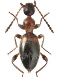 Anthelephila pedestris (Rossi, 1790)