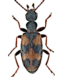 Anthicus (Anthicus) antherinus antherinus (Linnaeus, 1760)