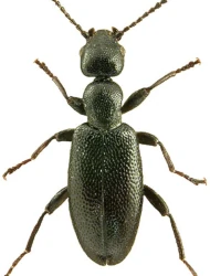 Anthicus (Anthicus) ater (Thunberg, 1787)