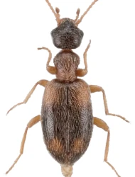 Anthicus (Anthicus) axillaris (W.L.E. Schmidt, 1842)